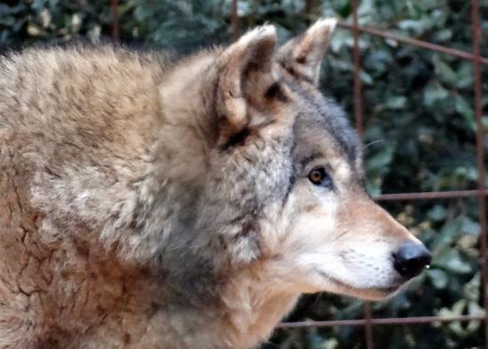 Les Loups Du Castel