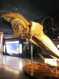 Musée de sciences naturelles
