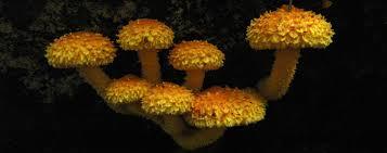 Natural History Museum of Meteora and Mushroom Museum