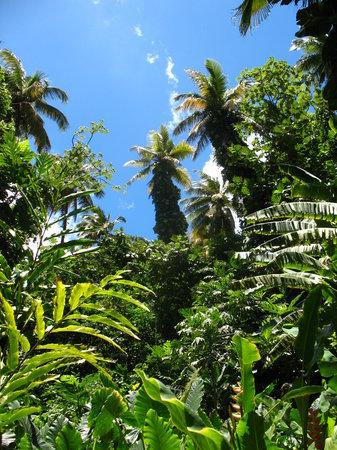 Jungle Tours St. Lucia