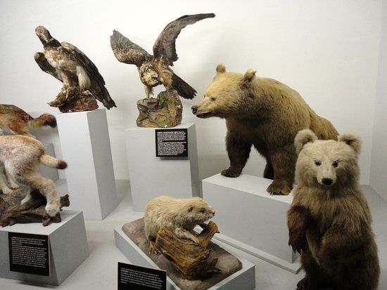 Musée cantonal d'histoire naturelle de Lugano