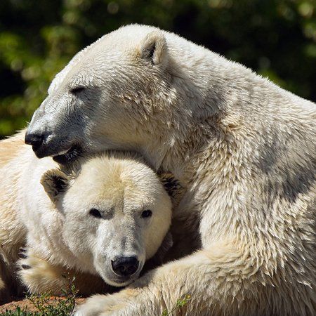 Tierpark