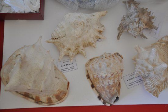 Musée minéralogique de la Campanie