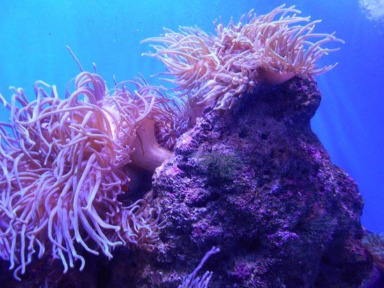 Aquarium de Sydney