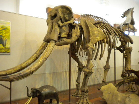 Musée géologique