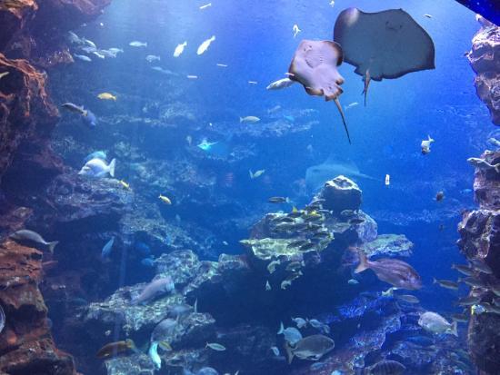 Aquarium de Kyoto