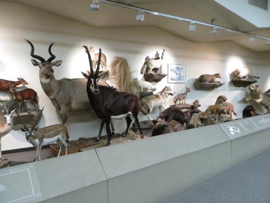 Musée d'histoire naturelle de Las Vegas