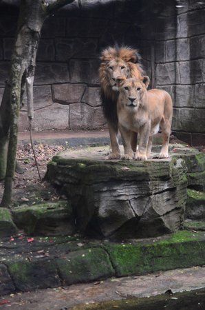 Zoo de Bandung