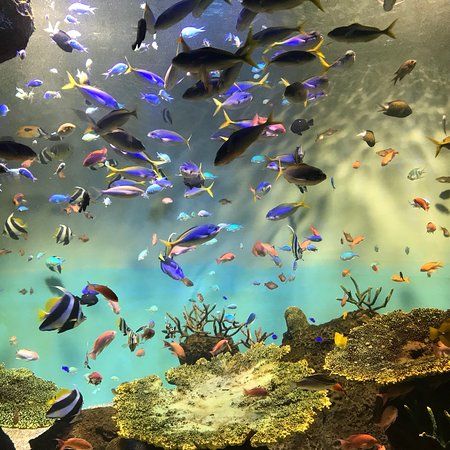 Aquarium public de Miyajima