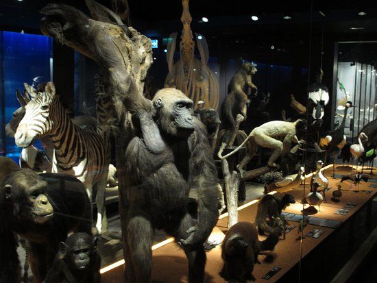 Musée d'histoire naturelle de Fribourg